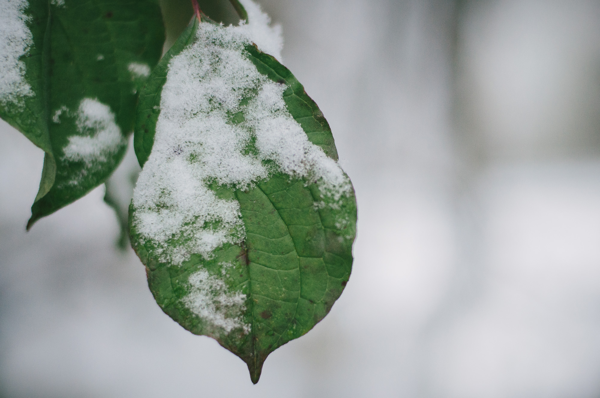 Der erste Schnee…