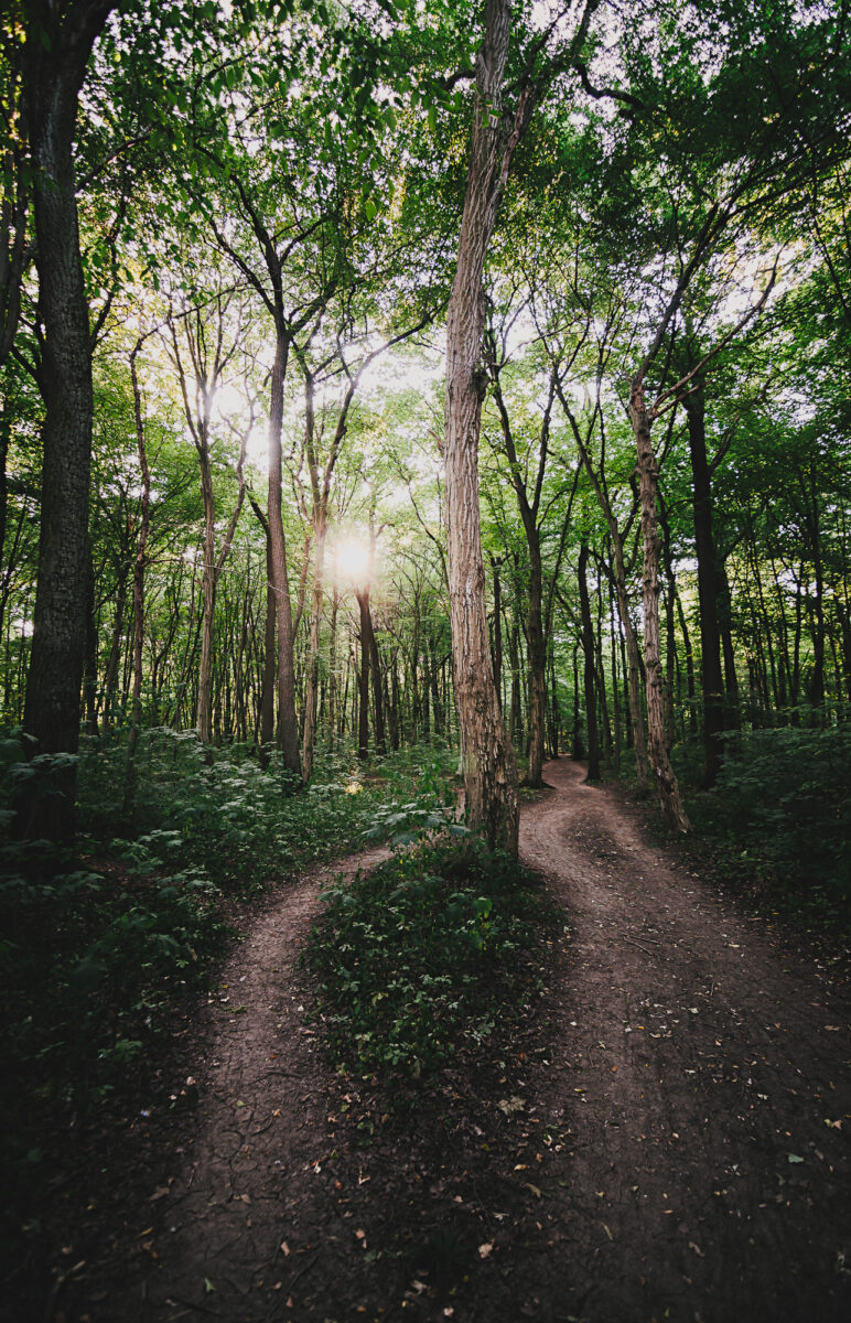 Sommersonne im Wald