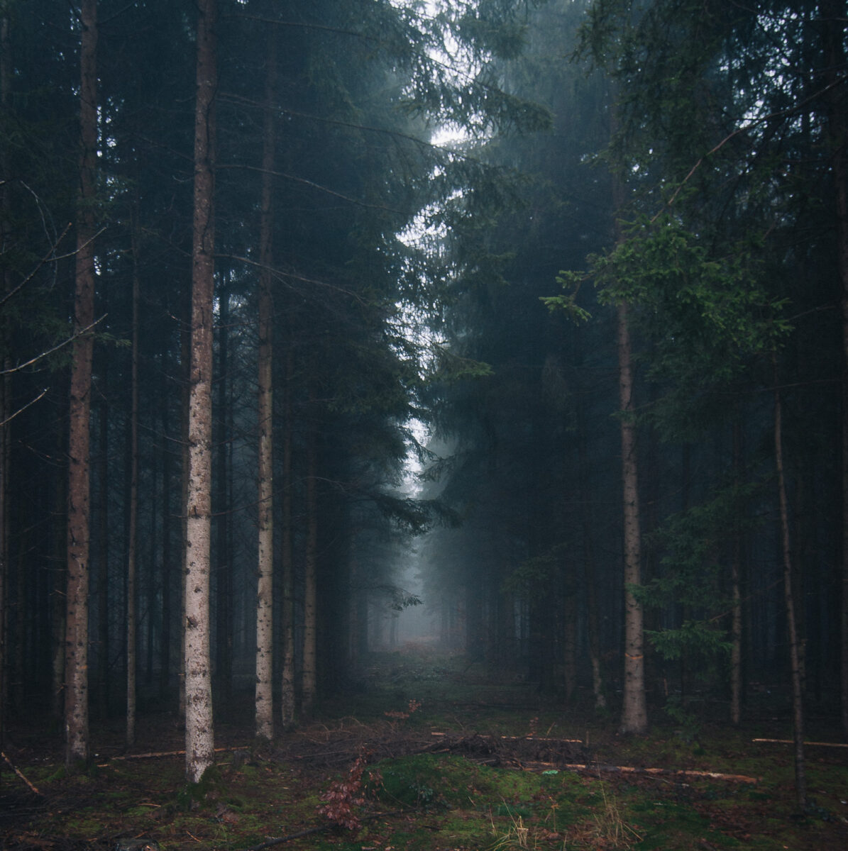 Gautinger Wald im Nebel