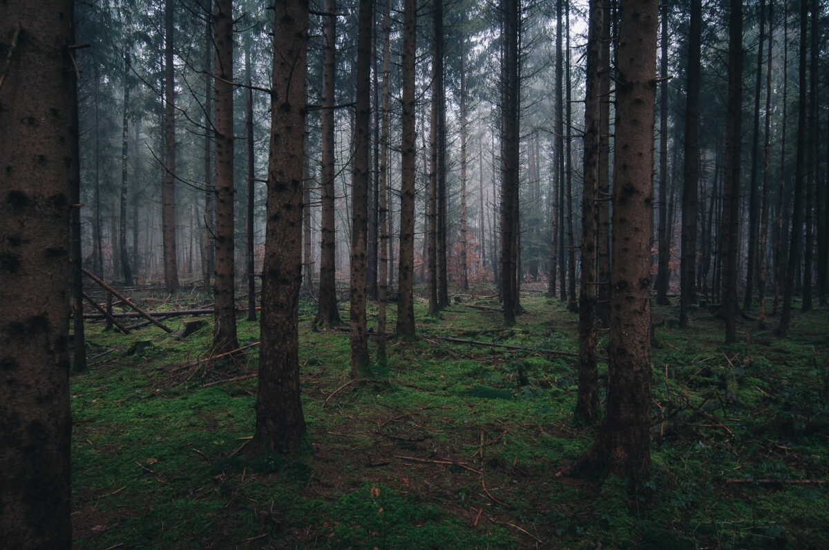 Gautinger Wald im Nebel