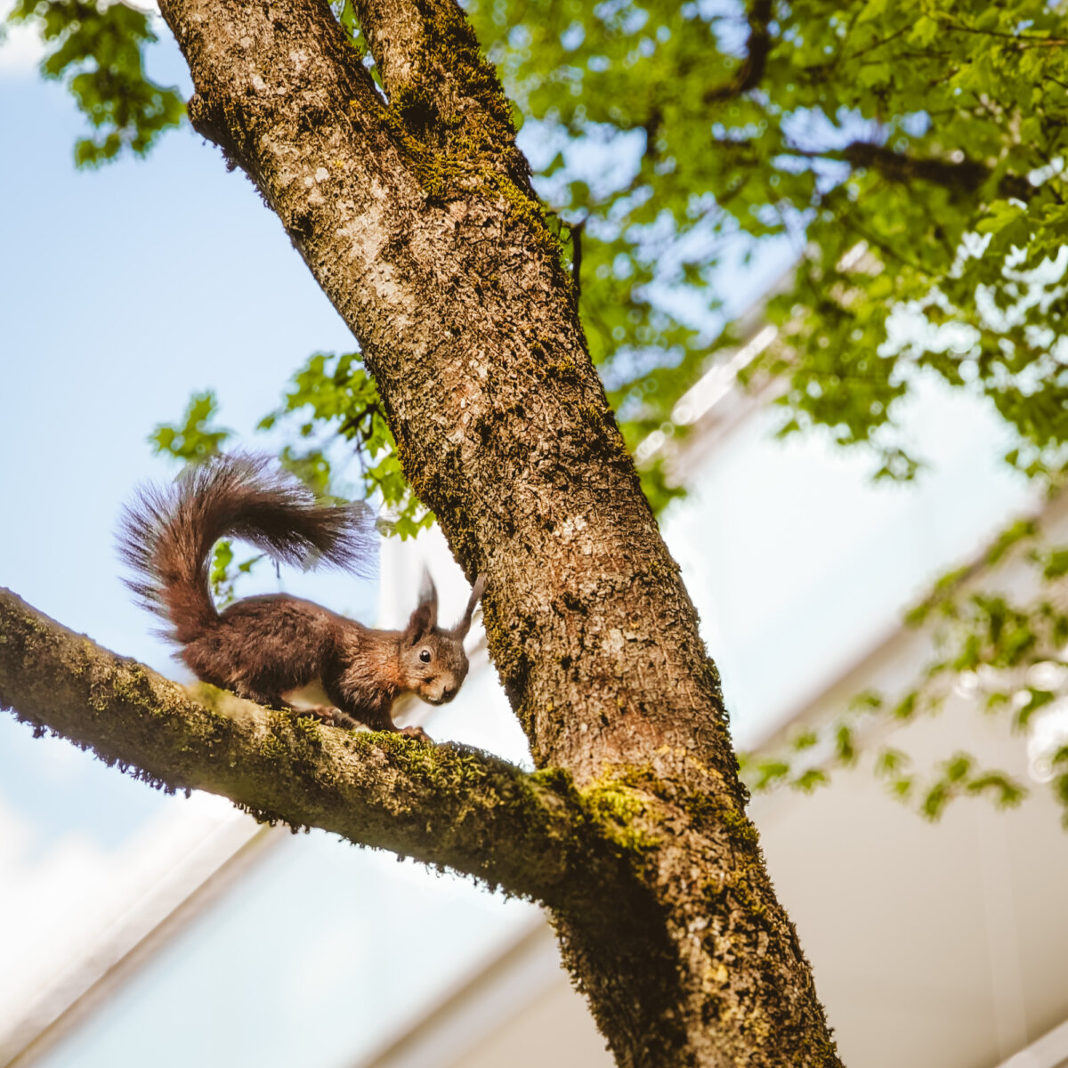 Eichhörnchen auf Baum