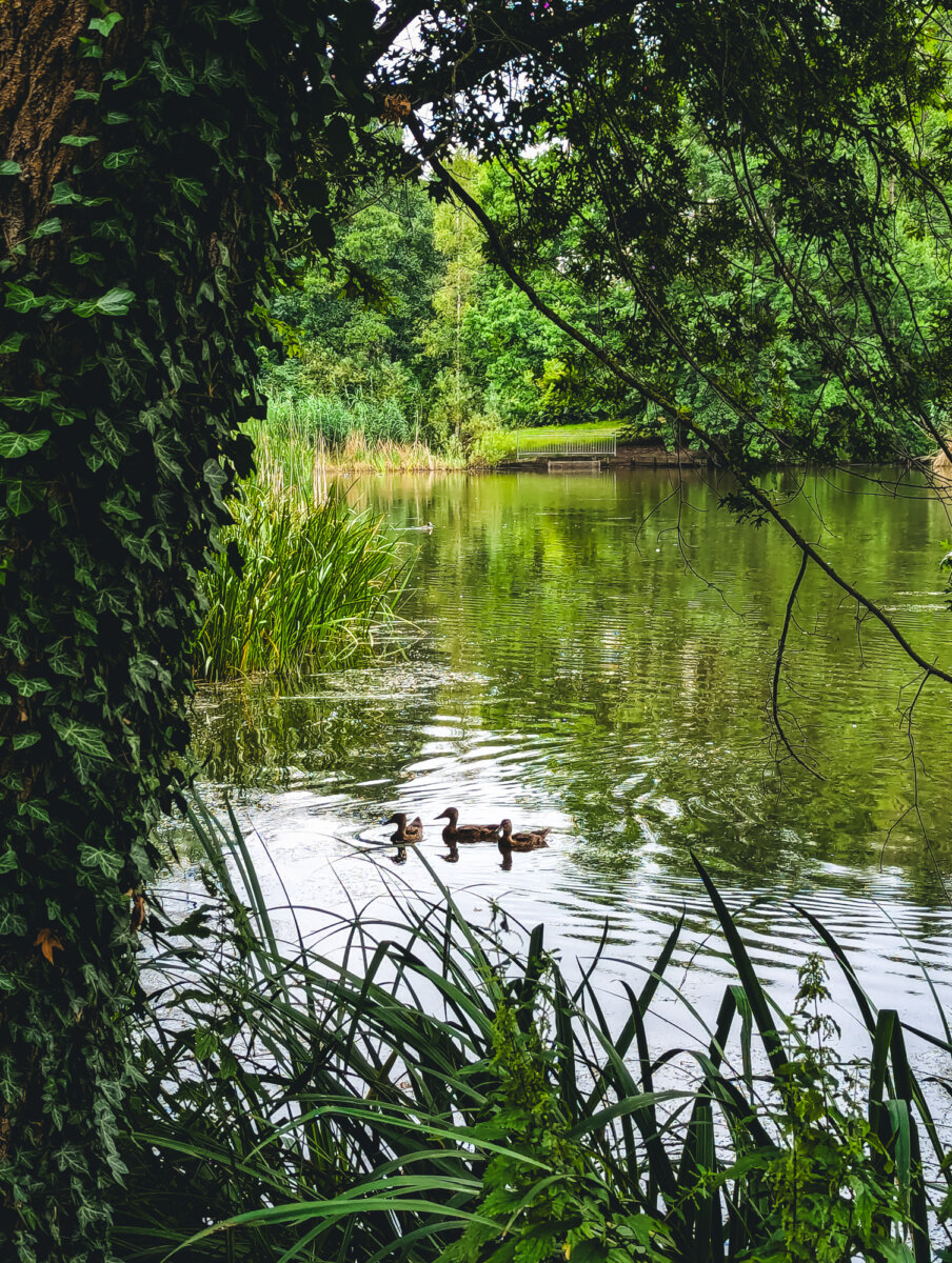 Enten auf einem Teich