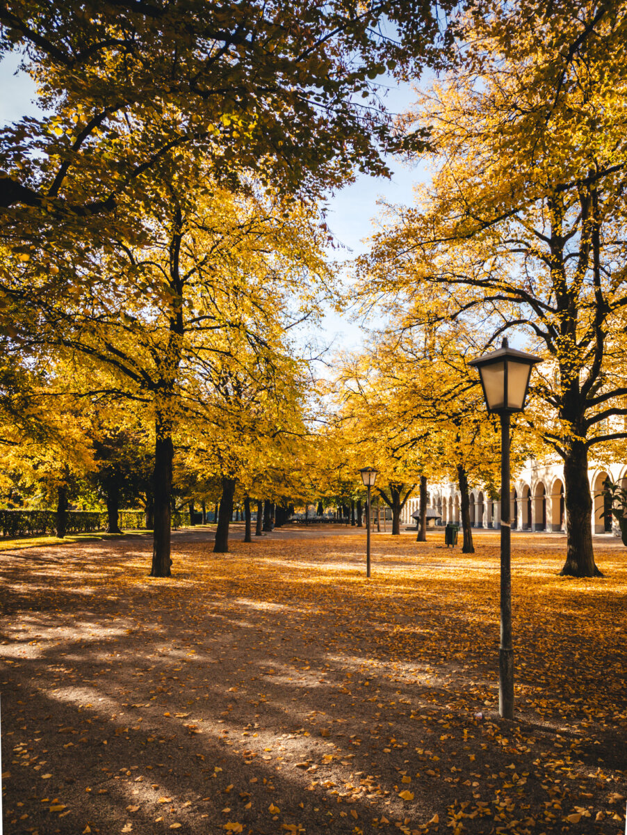 Herbstliche Bäume im Münchner Hofgarten