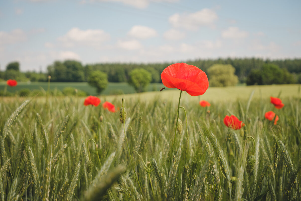 Mohnblumen mit einer Biene