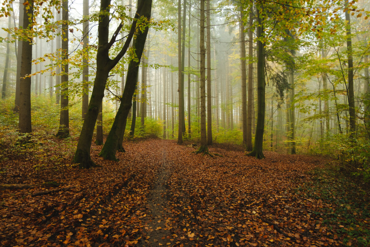 Nebel­wald