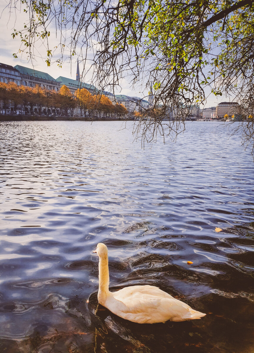 Schwan schwimmt im See, umgeben von Herbstbäumen und Gebäuden im Hintergrund. Blattlose Zweige ragen ins Bild.