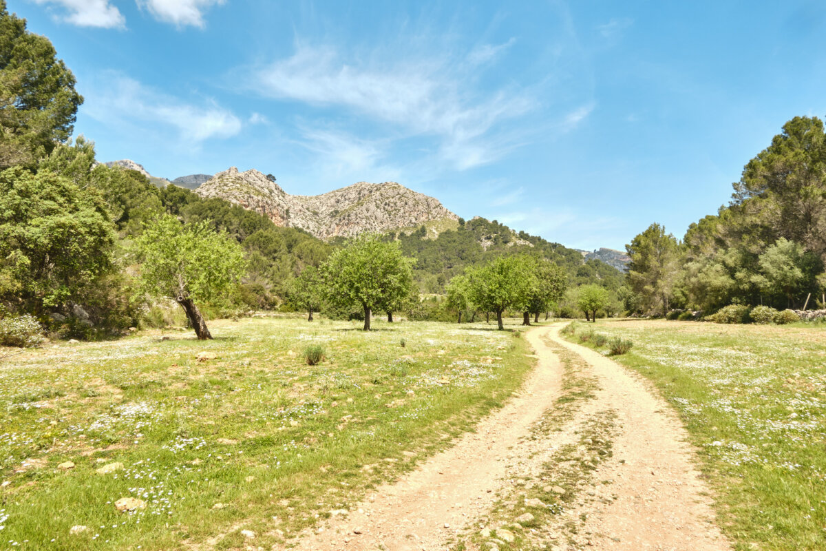 Landschaft mit Feldweg, Wiese, grünen Bäumen und Bergen im Hintergrund unter blauem Himmel.