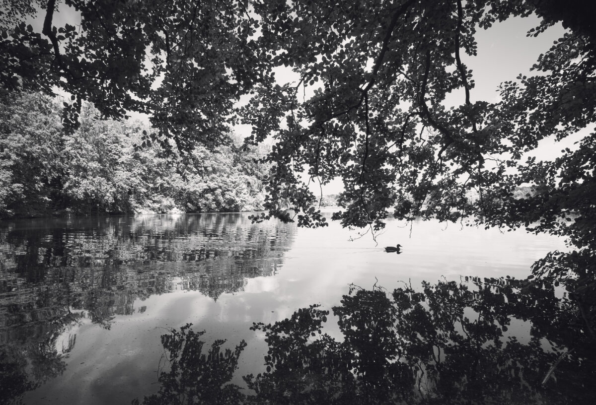 Ente am Wesslinger See