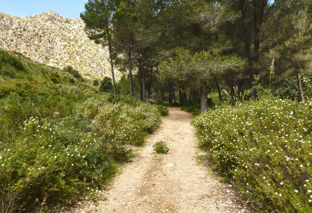 Wanderweg durch grüne Landschaft mit Bäumen und weißen Blumen, Berge im Hintergrund unter blauem Himmel.