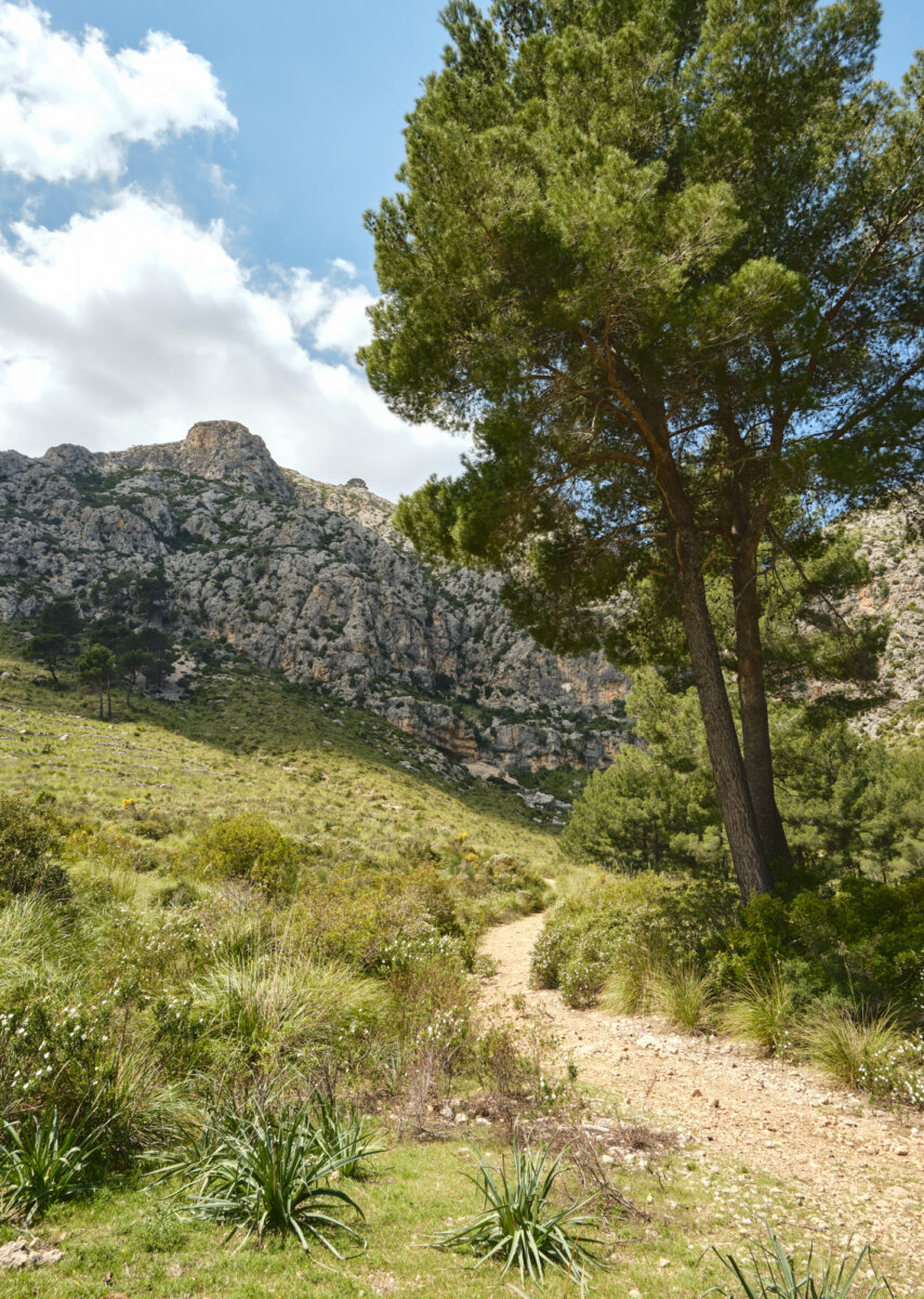 Berglandschaft mit Wanderweg, grünem Baum und bewölktem Himmel, ideal für Natur- und Wanderfans.