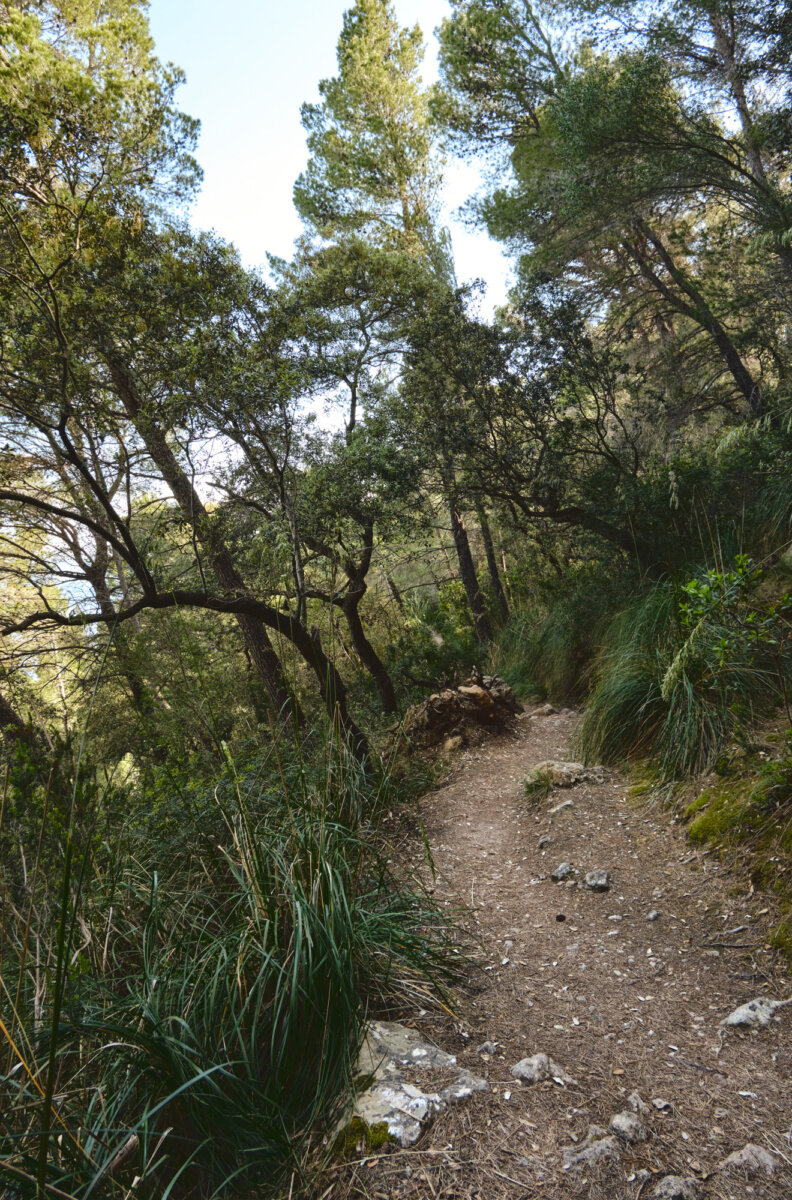 Waldweg durch dichten, grünen Wald mit hohen Bäumen und üppiger Vegetation an einem sonnigen Tag.