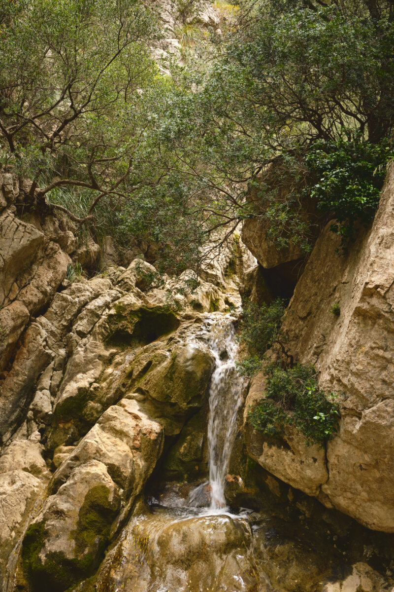 Kleiner Wasserfall fließt über moosbedeckte Felsen in einer bewaldeten Schlucht, umgeben von üppigem Grün.