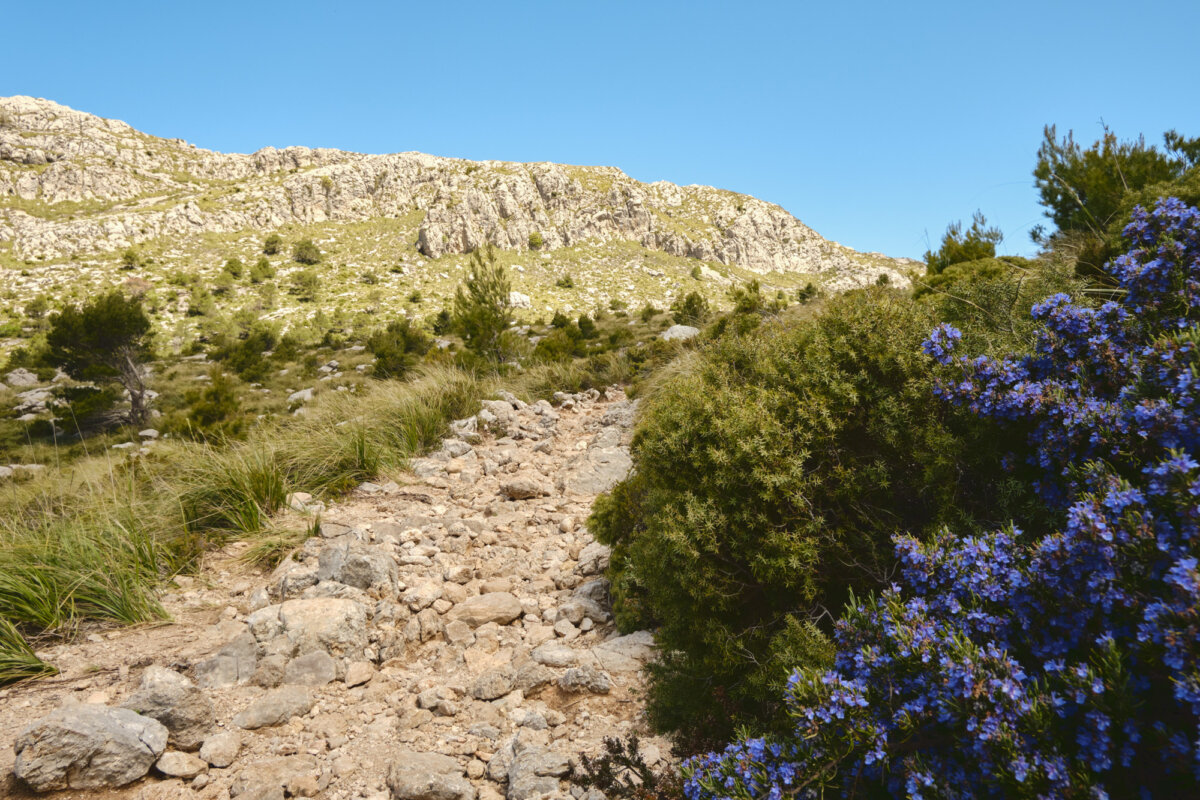 Steiniger Pfad in bergiger Landschaft mit blühenden lila Blumen und blauem Himmel.