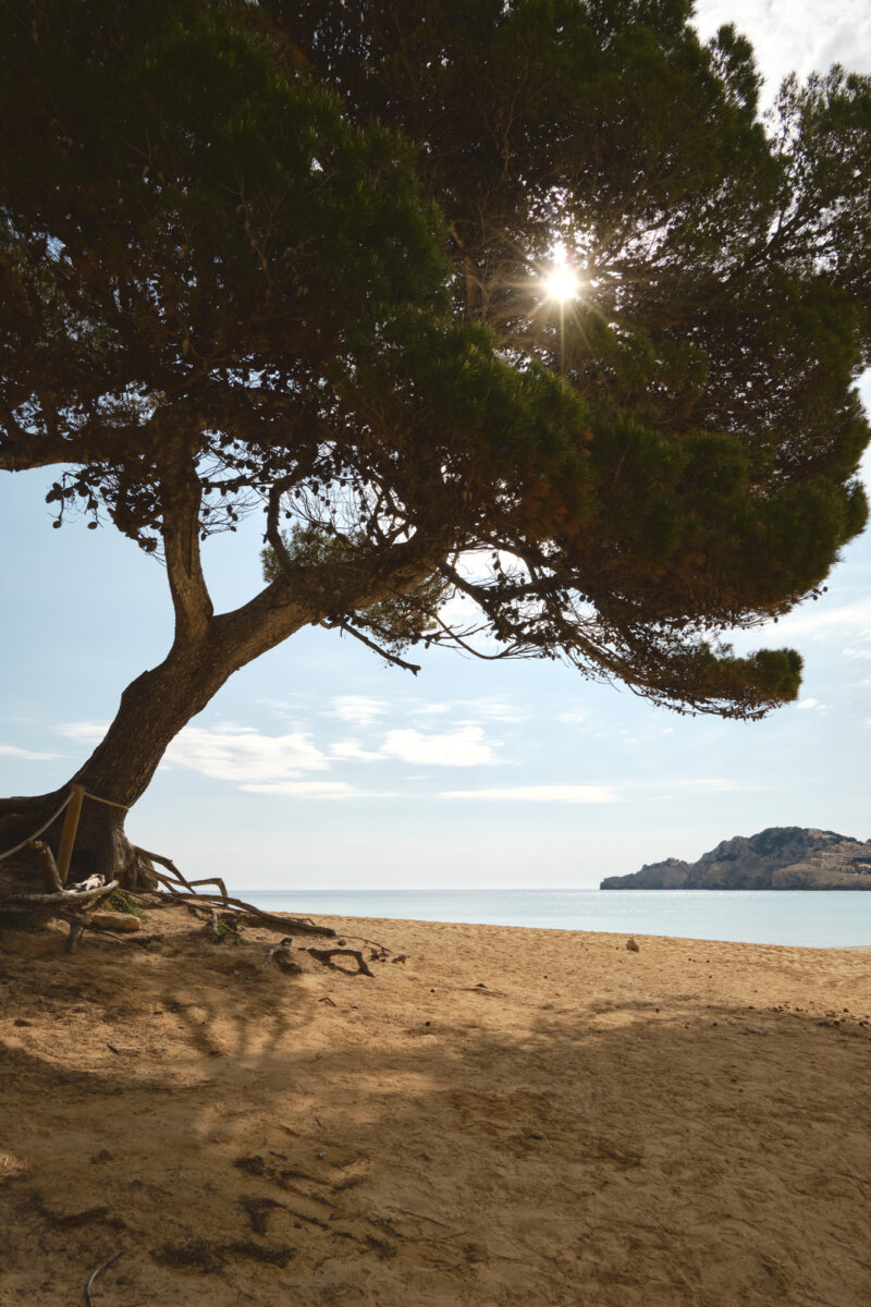 Ein großer Baum spendet Schatten am Strand, während die Sonne durch die Äste scheint, mit Meer und Hügel im Hintergrund.
