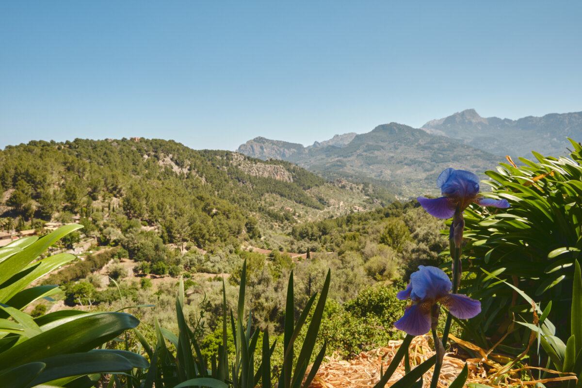 Berglandschaft mit blühendem lila Iris im Vordergrund und grünen Hügeln unter klarem, blauem Himmel im Hintergrund.