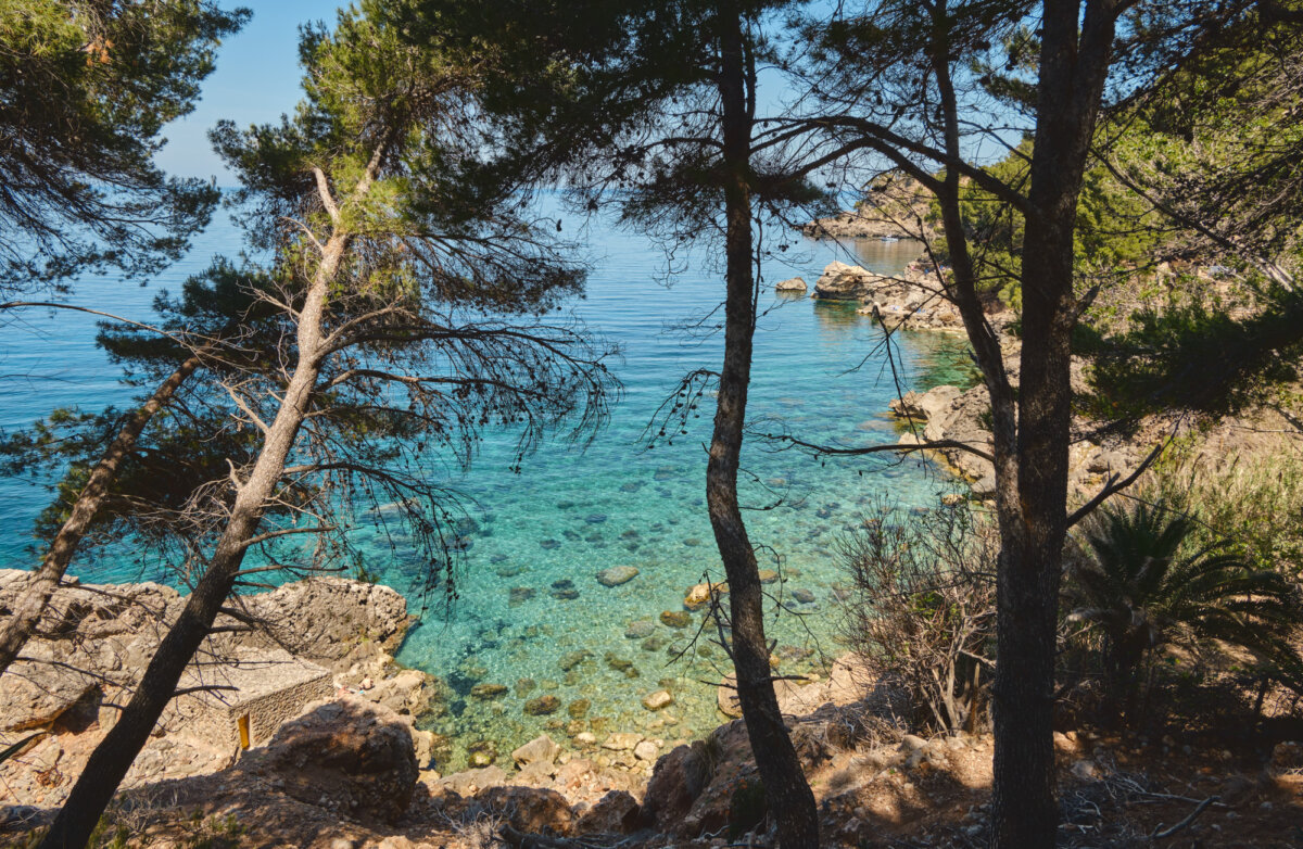 Kiefernbäume am felsigen Ufer mit klarem, türkisfarbenem Meerwasser im Hintergrund an einem sonnigen Tag.
