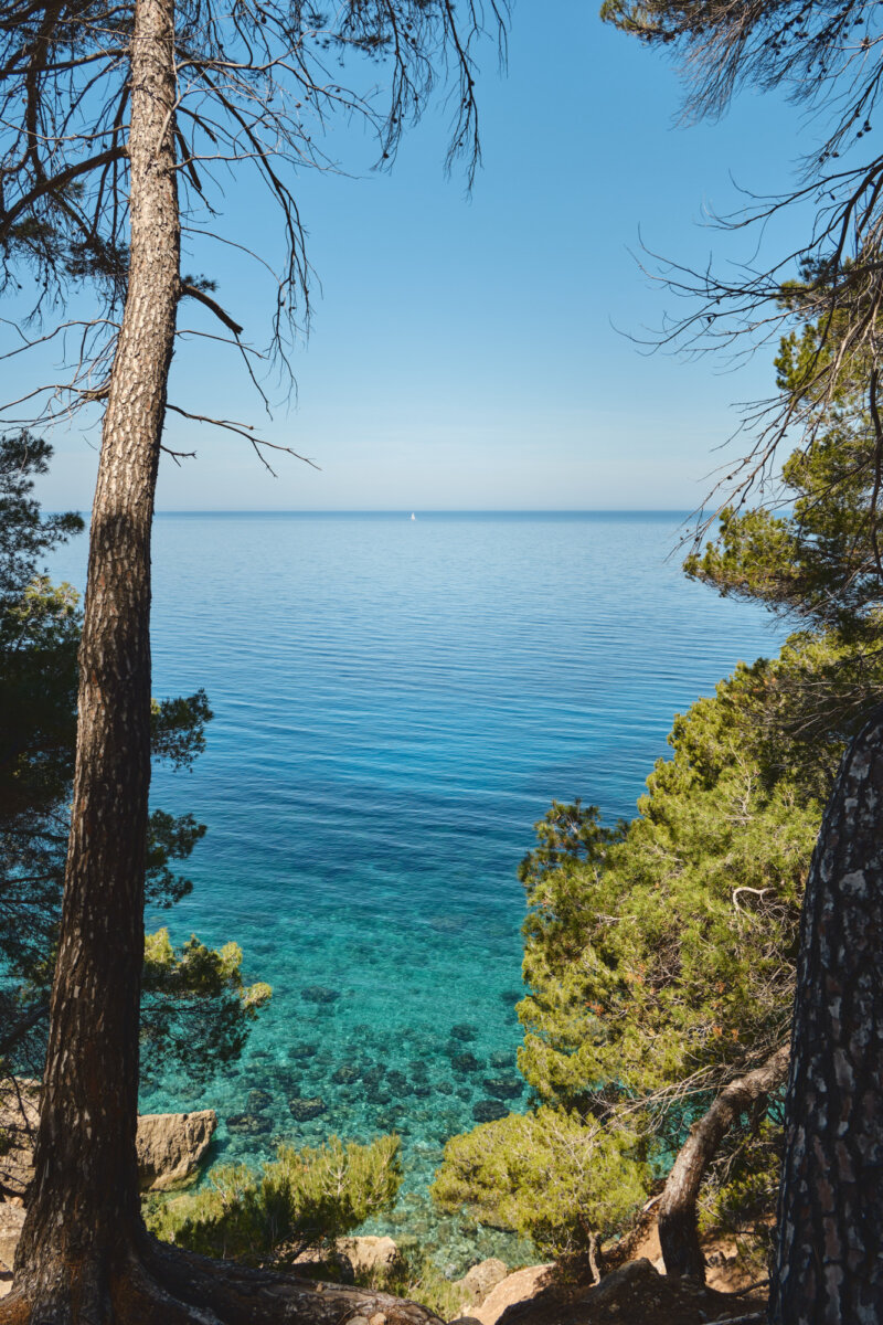 Kiefernbäume am klaren blauen Meer, mit einem Segelboot am Horizont unter klarem Himmel, ruhige Küstenlandschaft.