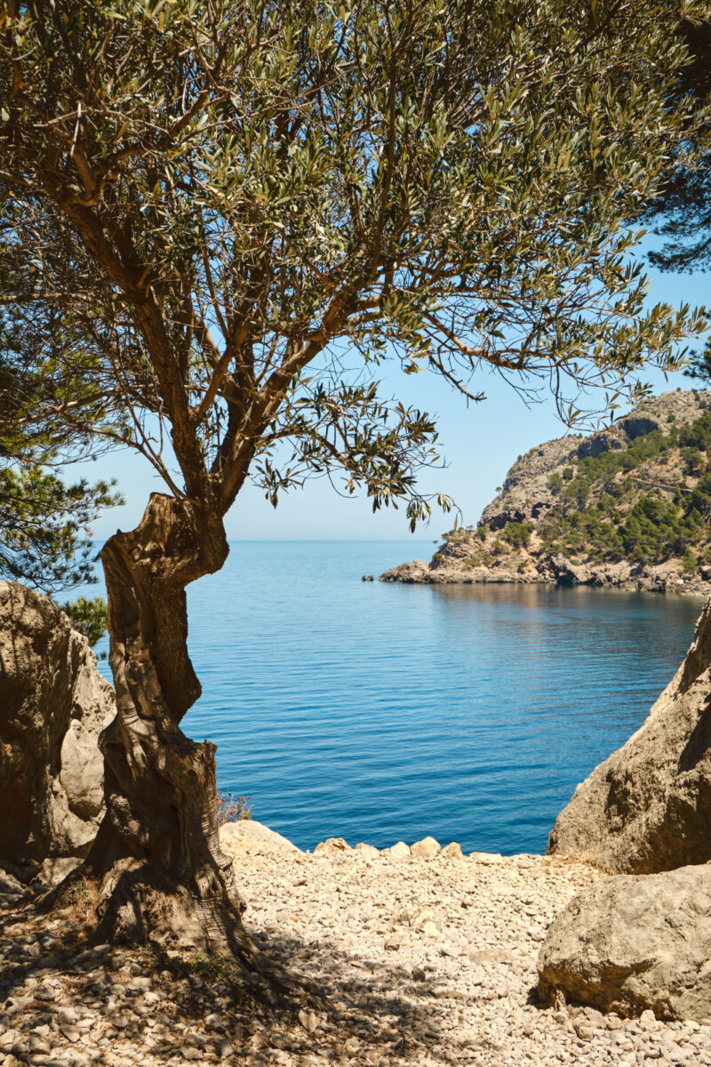 Mittelmeer-Küste mit klarem Wasser, umrahmt von Felsen und einem Olivenbaum im Vordergrund bei sonnigem Wetter.
