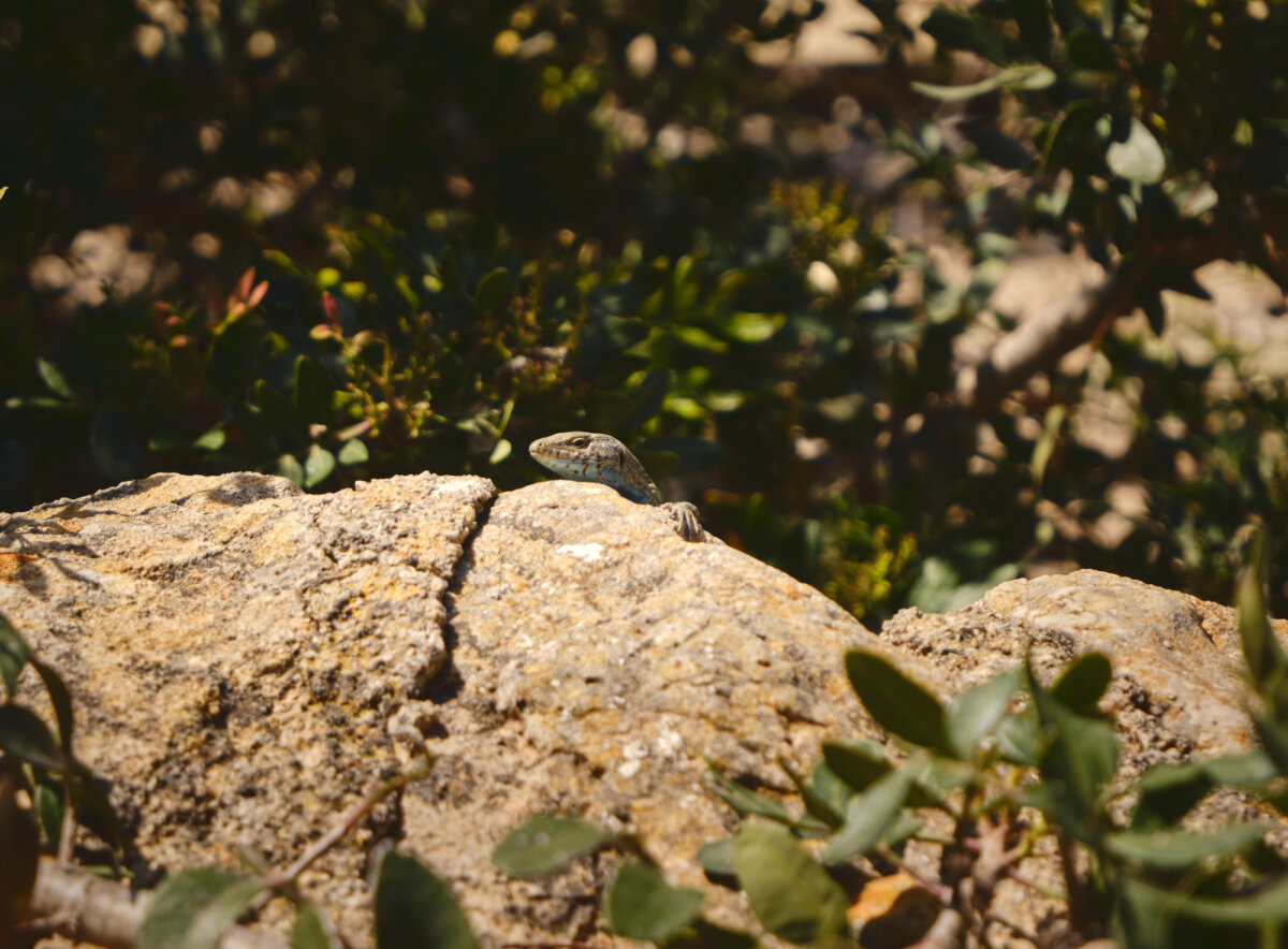 Eidechse auf einem Felsen in der Sonne, umgeben von grünen Blättern und Schatten im Hintergrund.