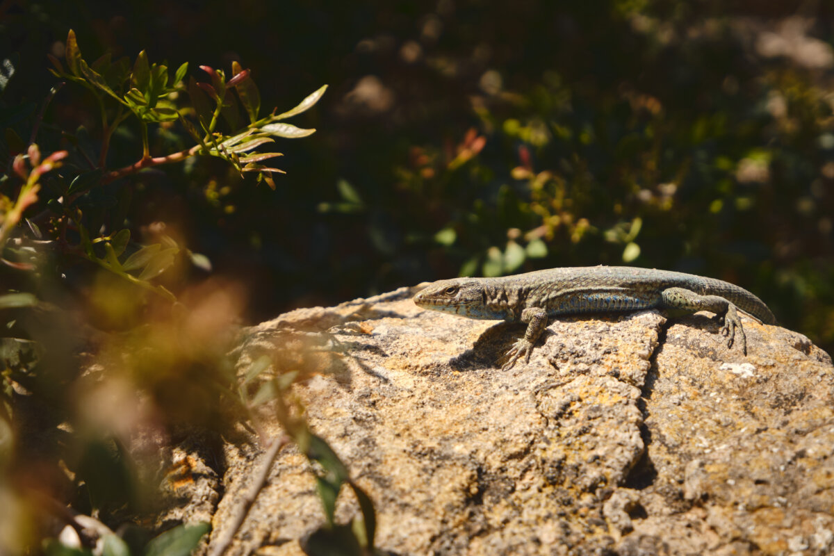 Eidechse sonnt sich auf einem sonnigen Felsen, umgeben von Pflanzen im Hintergrund.