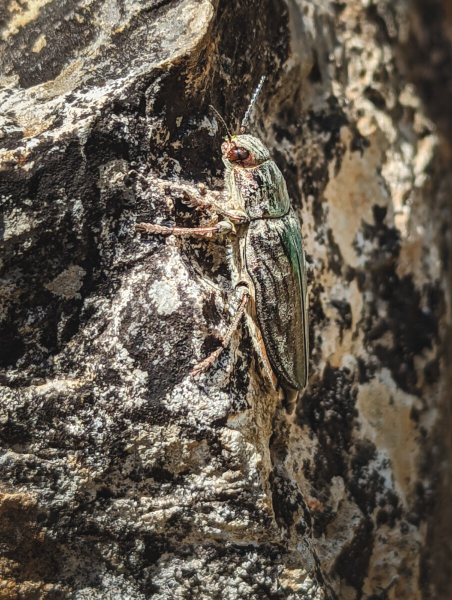 Nahaufnahme eines Käfers auf einem rauen, steinigen Hintergrund. Der Käfer hat braune Flecken und Fühler.