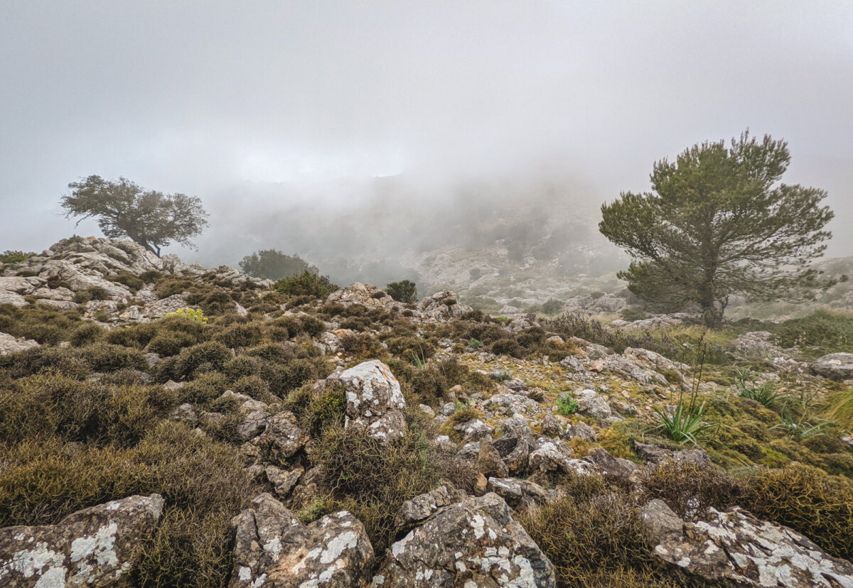Nebelverhangene Berglandschaft mit Felsen und verstreuten Bäumen. Trübes Wetter über der hügeligen Vegetation.