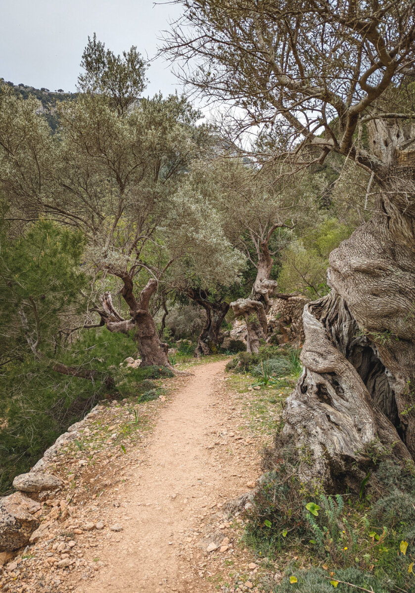 Ein schmaler Wanderweg zwischen alten Olivenbäumen in einer mediterranen Landschaft.