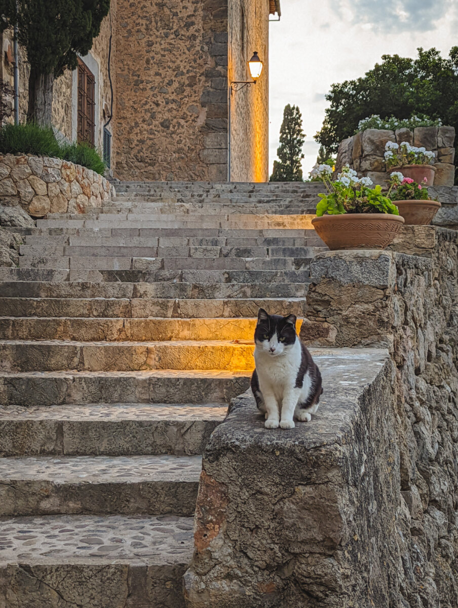 Schwarz-weiße Katze sitzt auf Steinmauer neben Treppe, mit Pflanzen im Topf und rustikaler Häuserwand im Hintergrund.