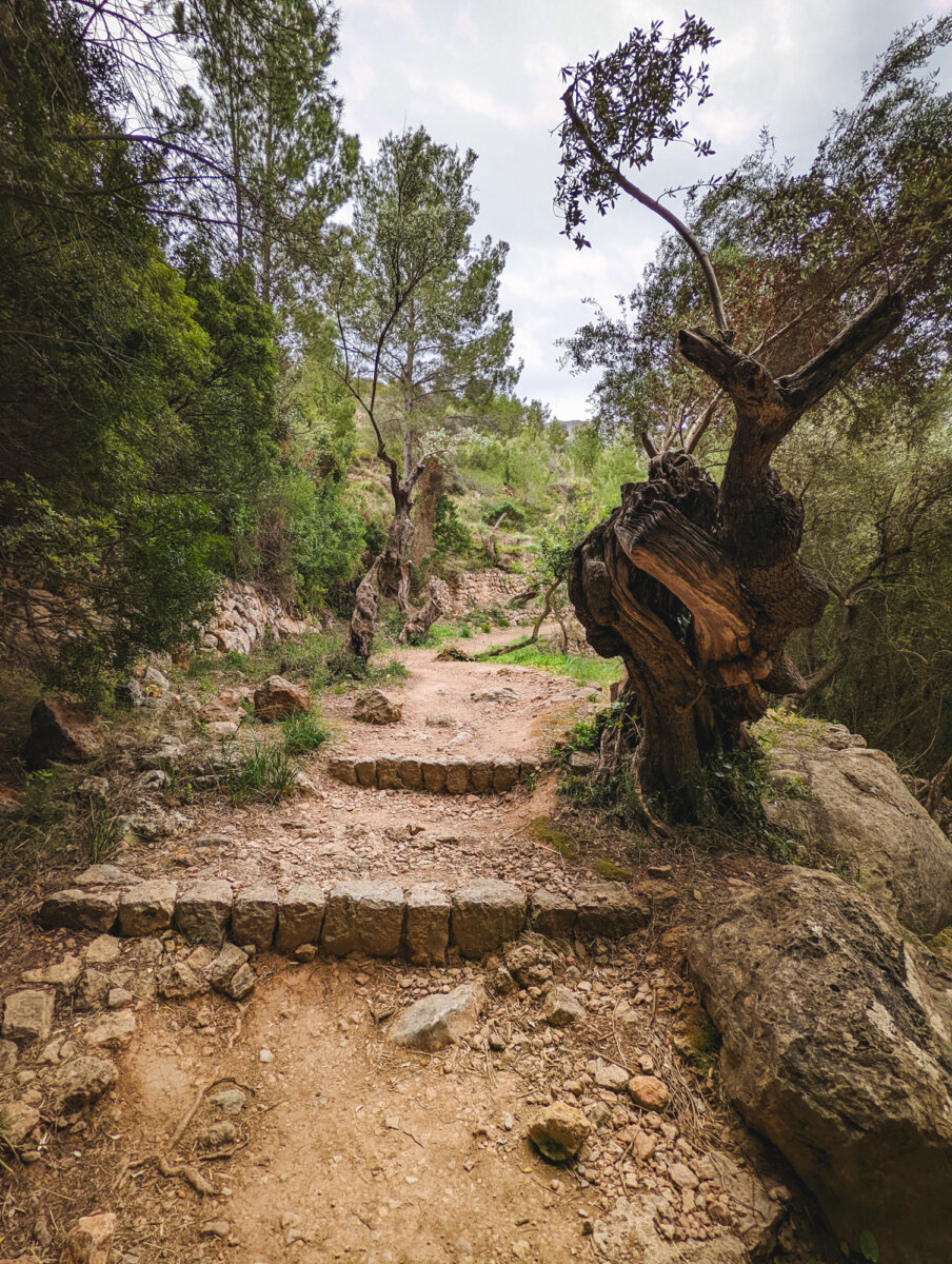 Steinpfad in einem bewaldeten Gebiet mit altem, knorrigem Baum und steinigen Stufen, umgeben von üppigem Grün.