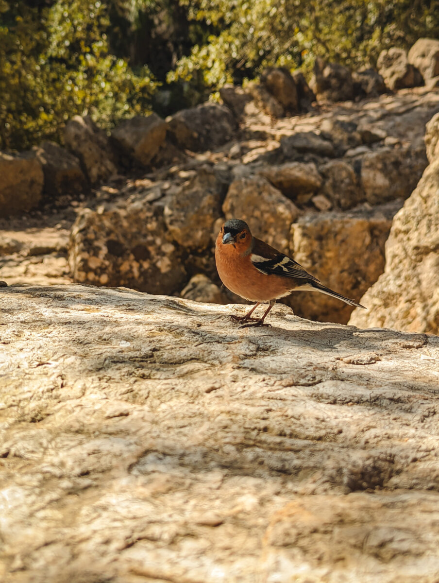 Ein Fink sitzt auf einem Felsen in einem sonnigen Waldgebiet, umgeben von Steinen und Bäumen.
