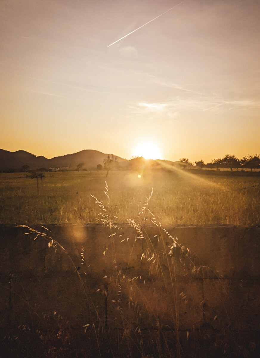 Sonnenuntergang über einem Feld mit Bergen im Hintergrund und goldenen Halmen im Vordergrund.