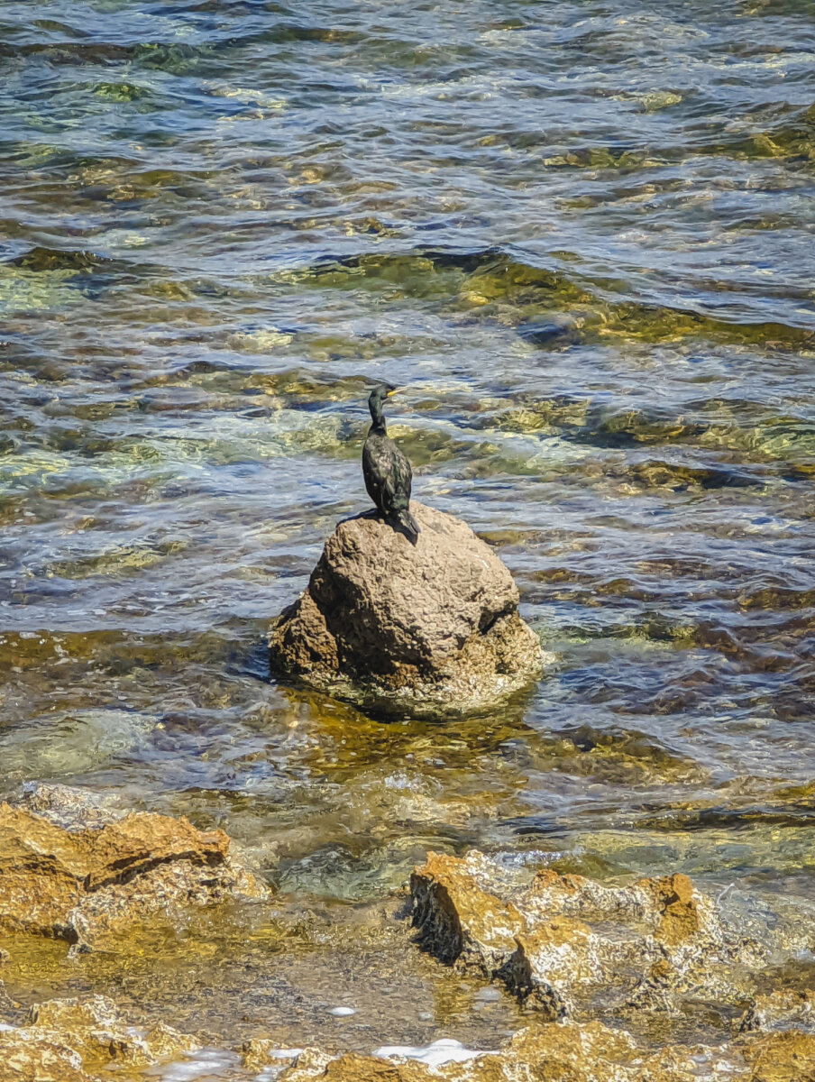 Ein Kormoran sitzt auf einem Felsen in klarem, welligem Wasser. Der Vogel blickt in Richtung Küste.