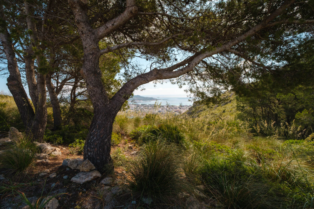 Alcudia