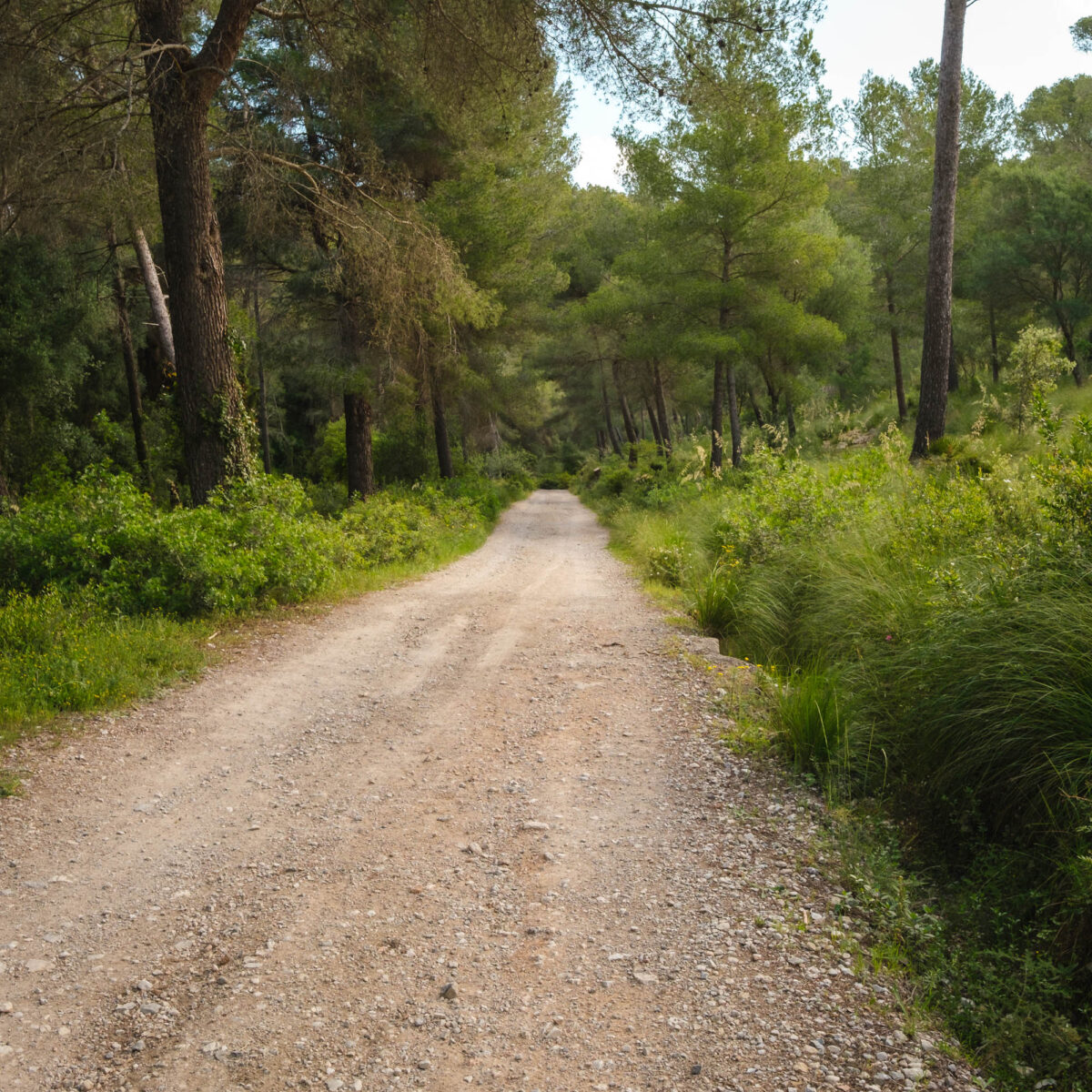 Alcudia