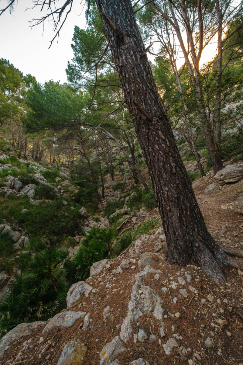 Cap Formentor