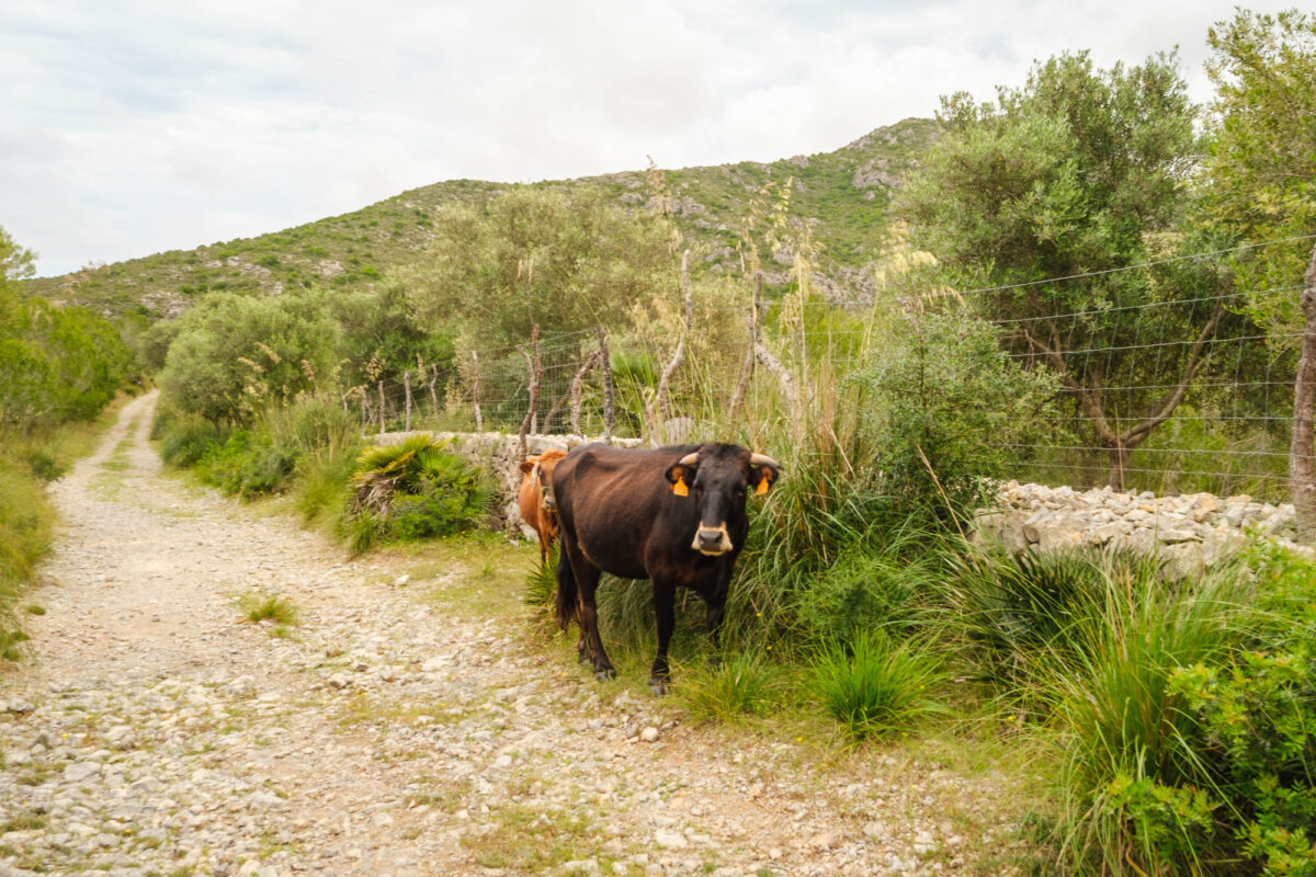 Parc natural de la península de Llevant