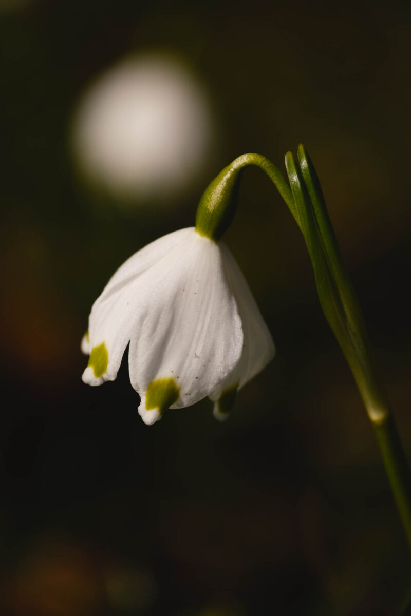Spring is&nbsp;here